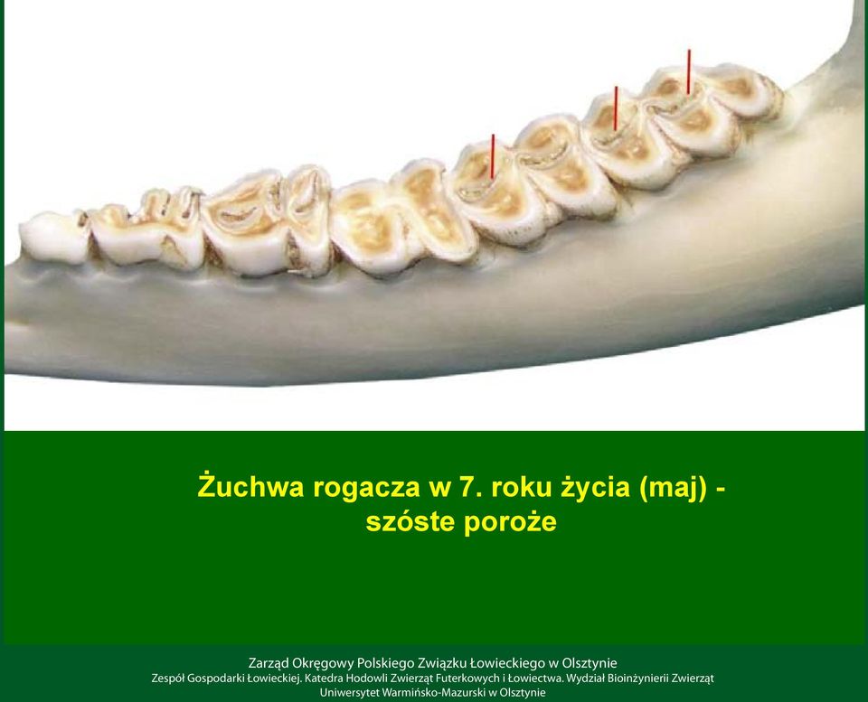 roku życia