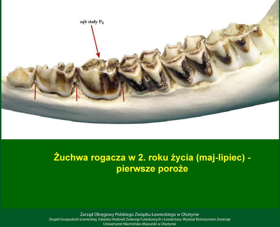 (maj-lipiec) -