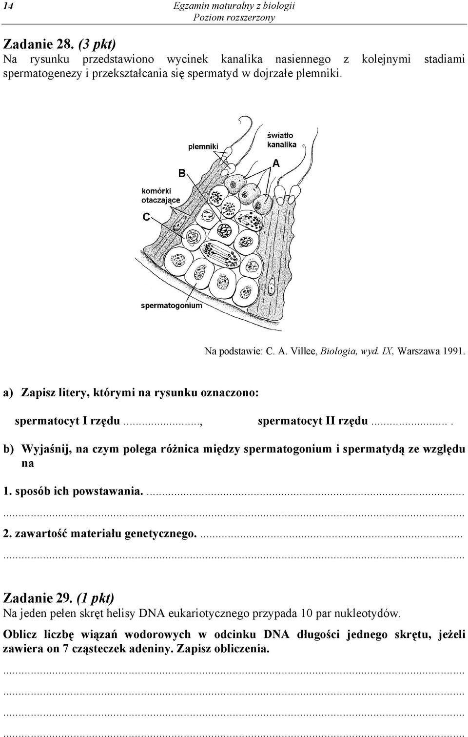 Villee, Biologia, wyd. IX, Warszawa 1991. a) Zapisz litery, którymi na rysunku oznaczono: spermatocyt I rzędu..., spermatocyt II rzędu.