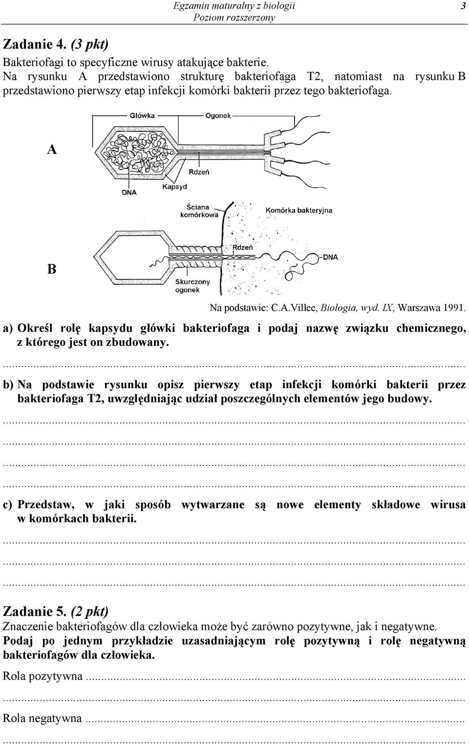 IX, Warszawa 1991. a) Określ rolę kapsydu główki bakteriofaga i podaj nazwę związku chemicznego, z którego jest on zbudowany.