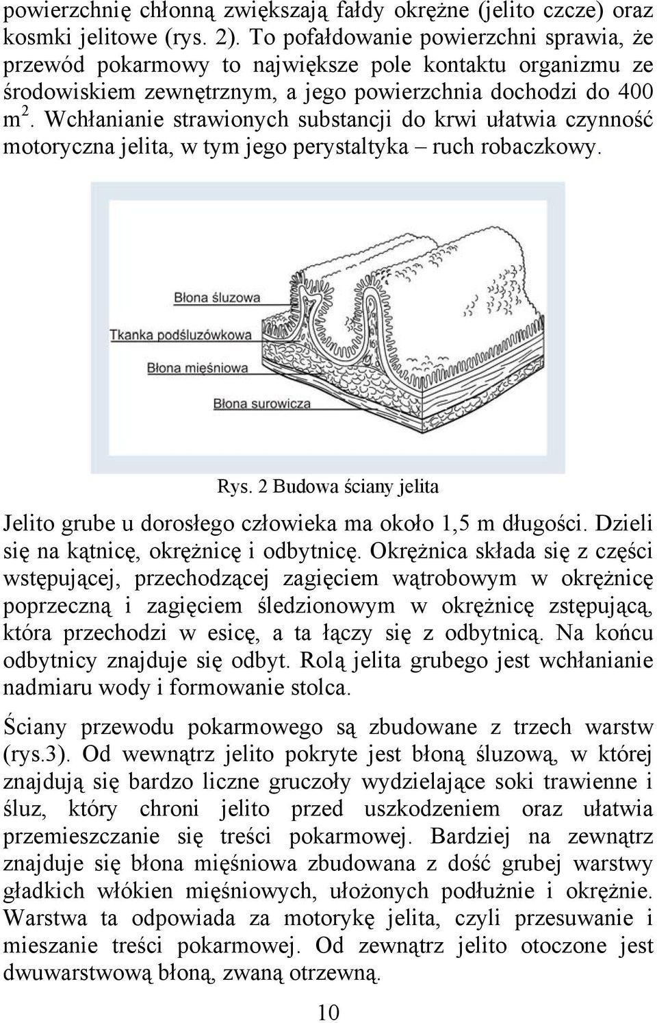 Wchłanianie strawionych substancji do krwi ułatwia czynność motoryczna jelita, w tym jego perystaltyka ruch robaczkowy. Rys.