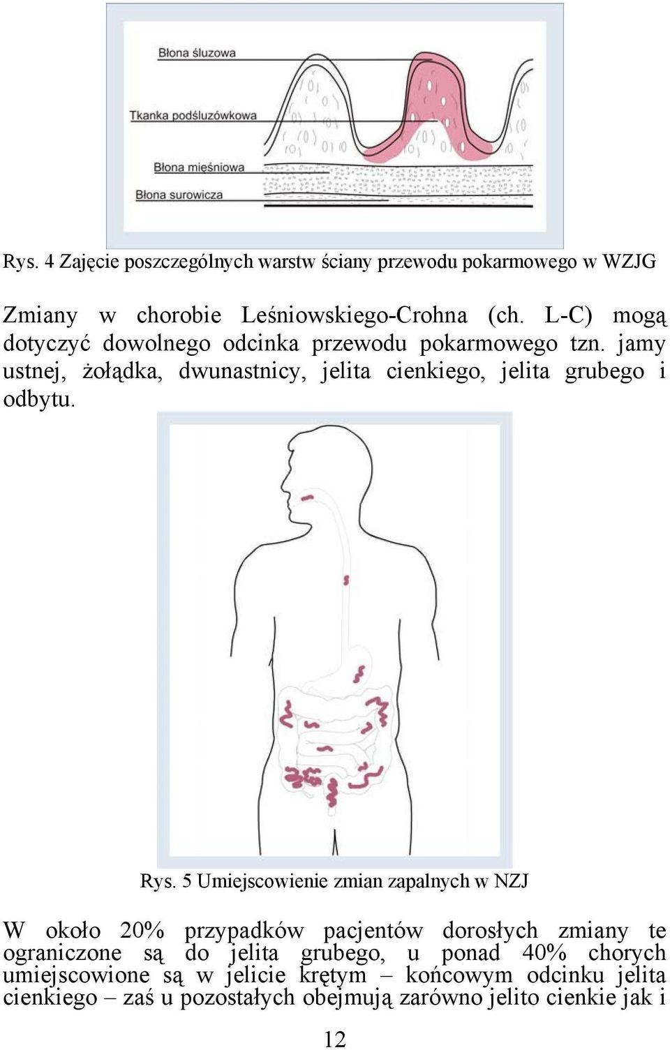 jamy ustnej, żołądka, dwunastnicy, jelita cienkiego, jelita grubego i odbytu. Rys.