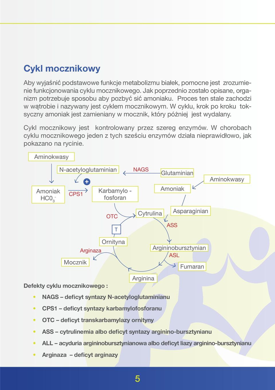 W cyklu, krok po kroku toksyczny amoniak jest zamieniany w mocznik, który póżniej jest wydalany. Cykl mocznikowy jest kontrolowany przez szereg enzymów.