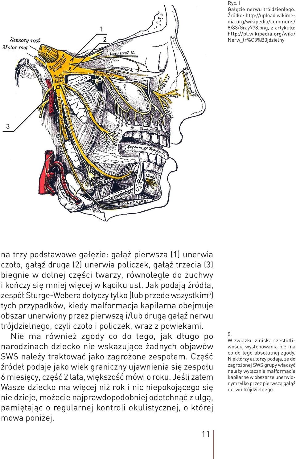 org/wiki/ Nerw_tr%C3%B3jdzielny 3 na trzy podstawowe gałęzie: gałąź pierwsza (1) unerwia czoło, gałąź druga (2) unerwia policzek, gałąź trzecia (3) biegnie w dolnej części twarzy, równolegle do