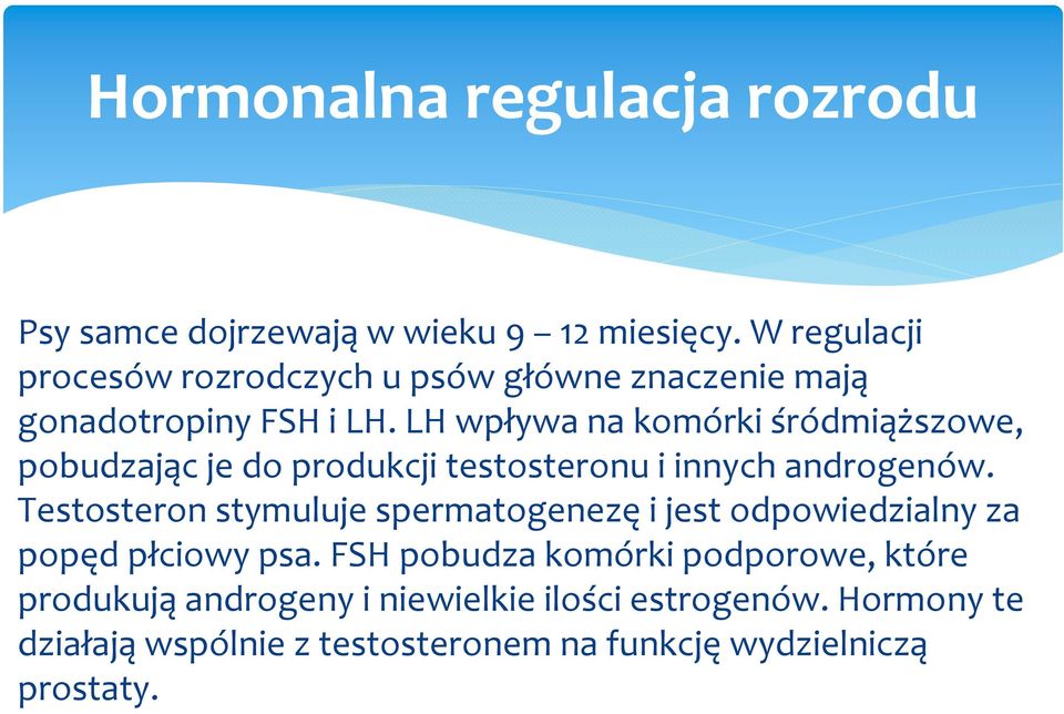 LH wpływa na komórki śródmiąższowe, pobudzając je do produkcji testosteronu i innych androgenów.