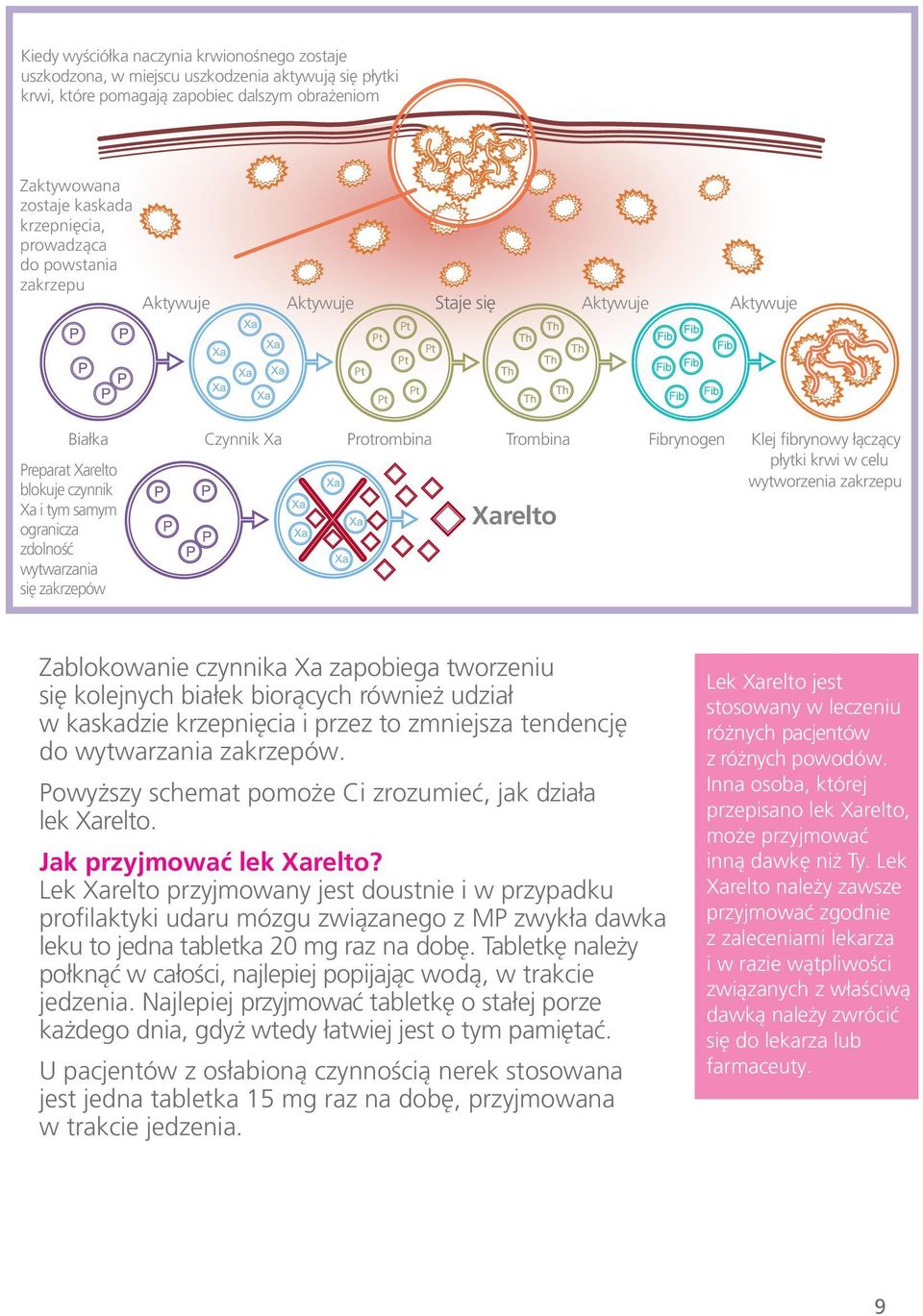 Preparat Xarelto wytworzenia zakrzepu blokuje czynnik Xa i tym samym Xarelto ogranicza zdolność wytwarzania się zakrzepów Zablokowanie czynnika Xa zapobiega tworzeniu się kolejnych białek biorących