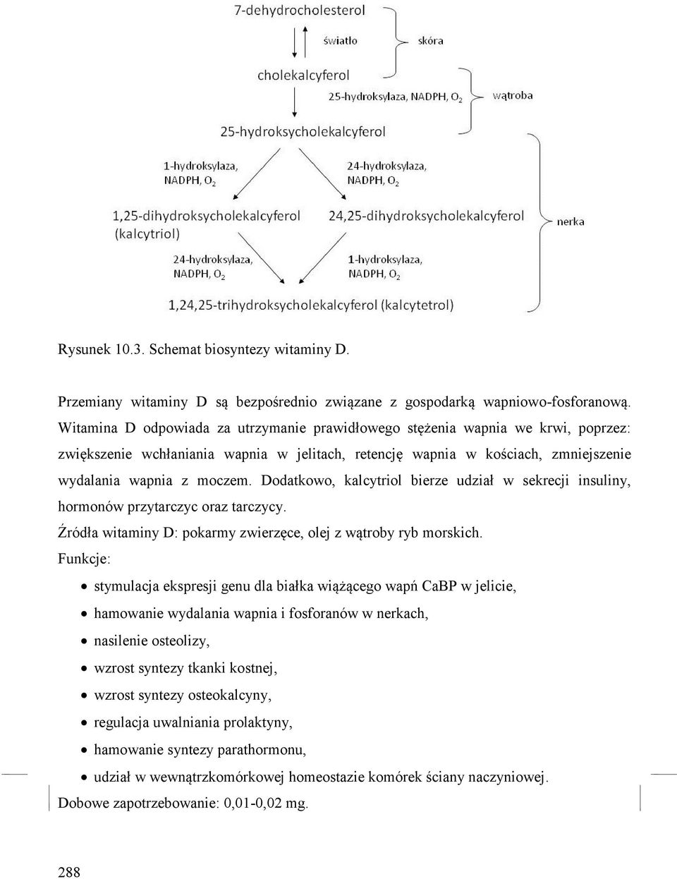 Dodatkowo, kalcytriol bierze udział w sekrecji insuliny, hormonów przytarczyc oraz tarczycy. Źródła witaminy D: pokarmy zwierzęce, olej z wątroby ryb morskich.