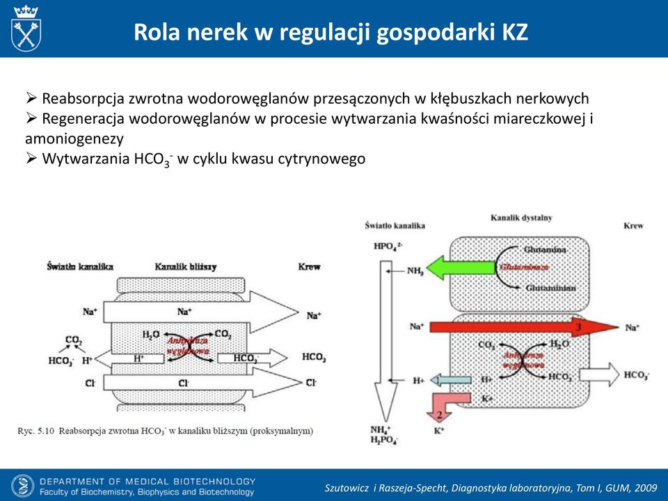 wytwarzania kwaśności miareczkowej i amoniogenezy Wytwarzania HCO 3 - w cyklu