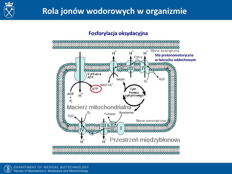 oksydacyjna Siła