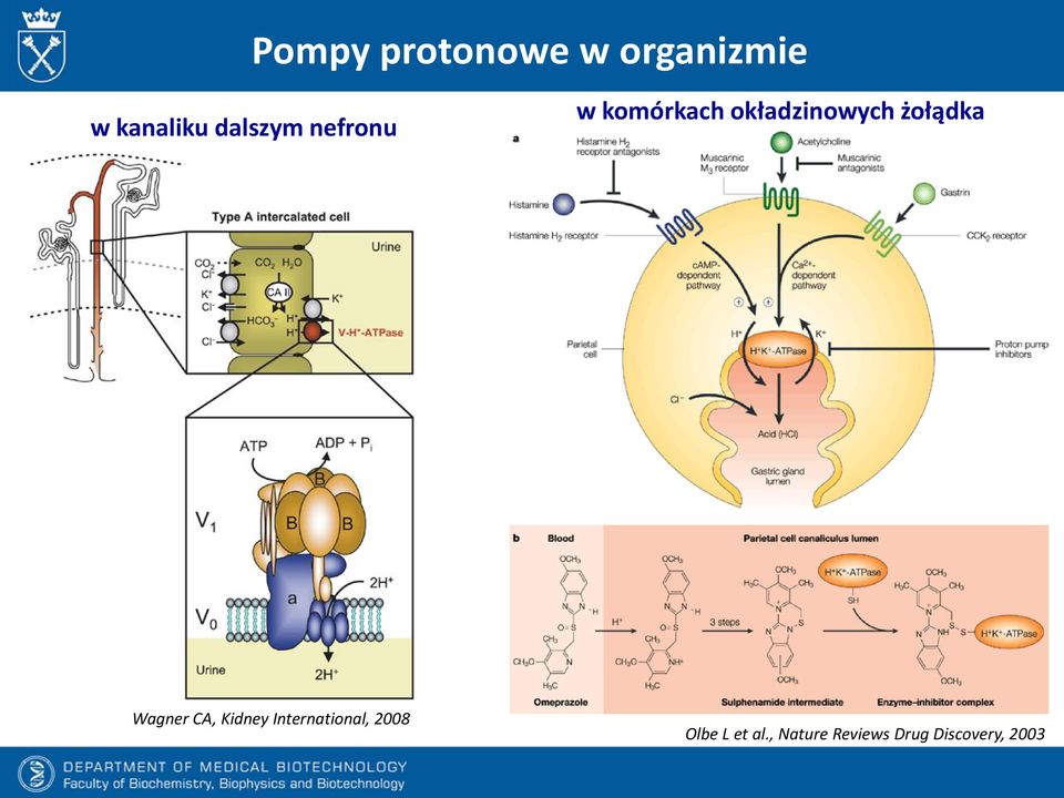 żołądka Wagner CA, Kidney International,