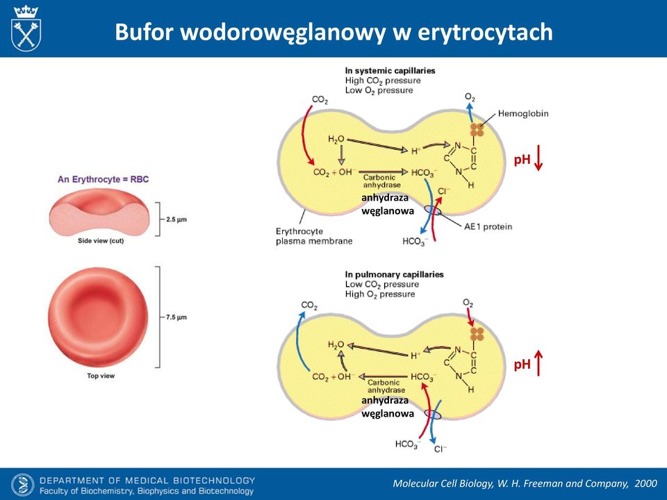 węglanowa ph anhydraza węglanowa