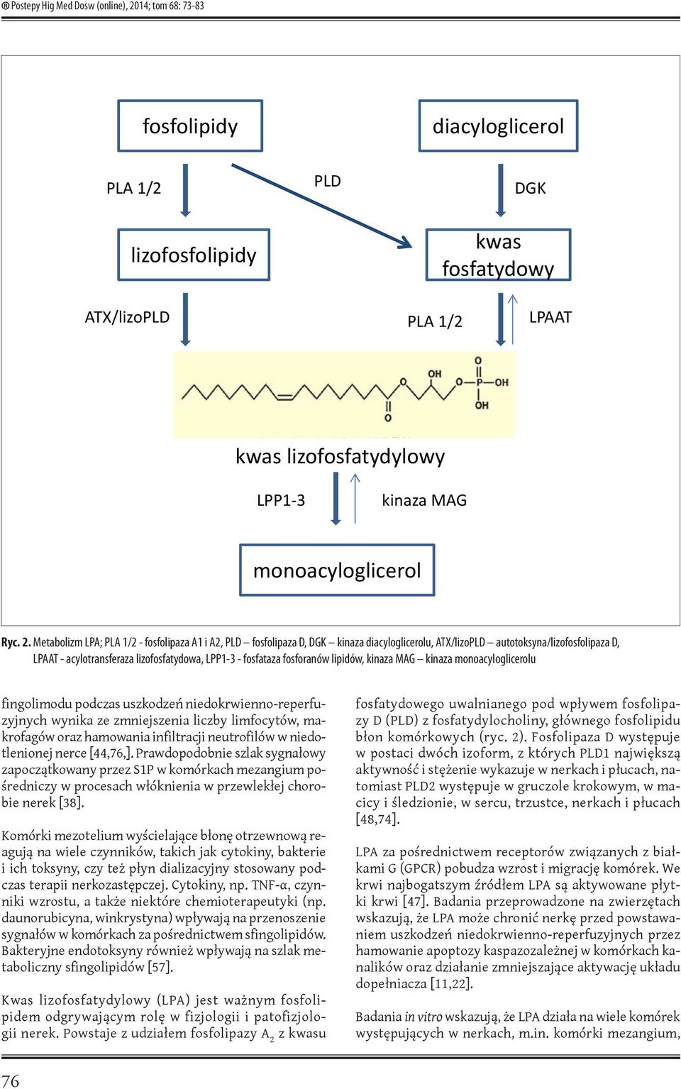 Metabolizm LPA; PLA 1/2 - fosfolipaza A1 i A2, PLD fosfolipaza D, DGK kinaza diacyloglicerolu, ATX/lizoPLD autotoksyna/lizofosfolipaza D, LPAAT - acylotransferaza lizofosfatydowa, LPP1-3 - fosfataza