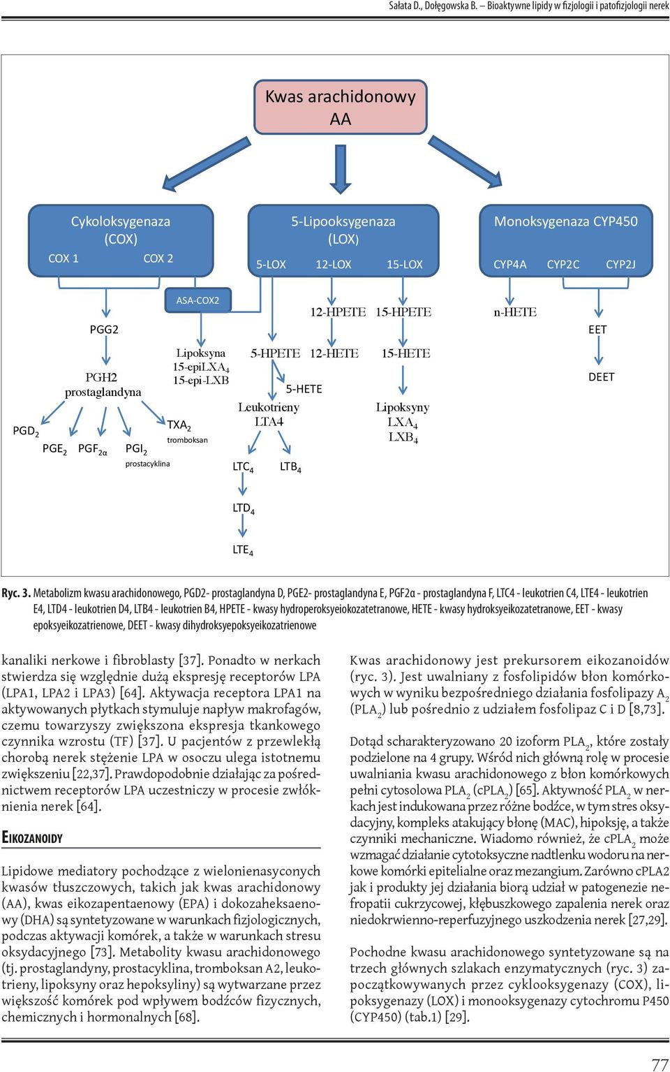 ASA-COX2 12-HPETE 15-HPETE n-hete EET PGH2 prostaglandyna PGD 2 PGE 2 PGF 2α PGI 2 prostacyklina Lipoksyna 15-epiLXA 4 15-epi-LXB TXA 2 tromboksan 5-HPETE 5-HETE Leukotrieny LTA4 LTC 4 LTB 4 12-HETE