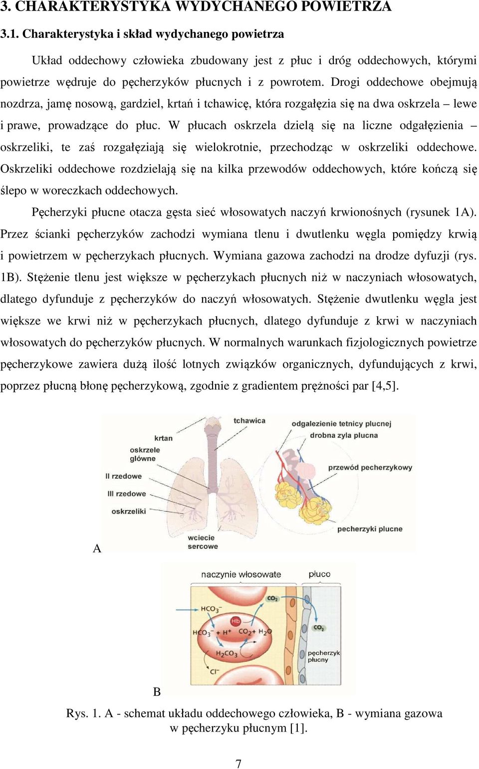 Drogi oddechowe obejmują nozdrza, jamę nosową, gardziel, krtań i tchawicę, która rozgałęzia się na dwa oskrzela lewe i prawe, prowadzące do płuc.