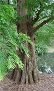 Parrocja Perska Cechy: Parrocja jest wielopniowym, dużym krzewem lub małym drzewkiem, często wielopniowym, w uprawie osiągającym 6-10 (12) m wysokości, w ojczyźnie dorasta do 15-30 m (Puszcza