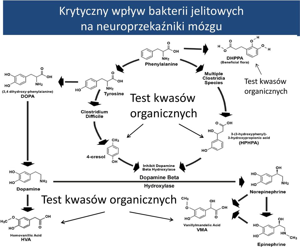 mózgu Test kwasów organicznych