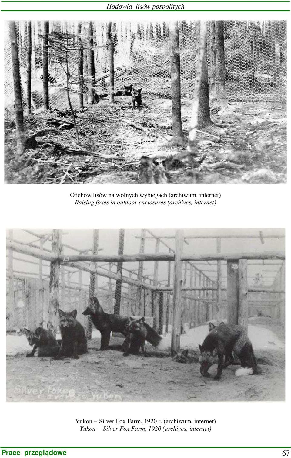 (archives, internet) Yukon Silver Fox Farm, 1920 r.