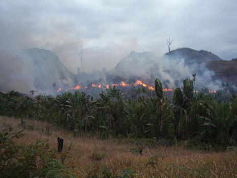 Przyczyny deforestacji Pozyskanie drewna (na opał, do produkcji mebli, celulozy i papieru, do celów budowlanych itp.