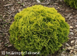 Thuja occidentalis 'Mirjam' PBR/ żywotnik zachodni 'Mirjam' Nowa, karłowa odmiana o kulistym pokroju i bardzo wolnym tempie wzrostu, osiągająca po 10 latach uprawy 0,3-0,4 m średnicy.