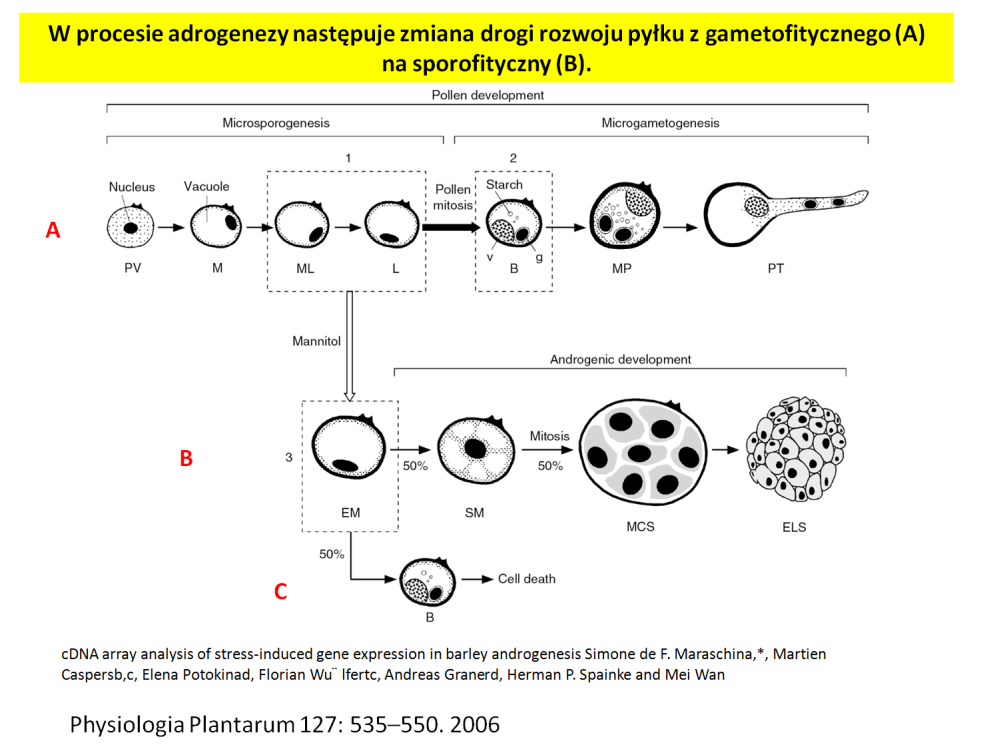 powrót Na schemacie w pierwszej cześci (A) przedstawiono normalną gametofityczną drogę rozwoju pyłku (przypomnij sobie wiadomości z Botaniki oraz I zjazdu Genetyki.