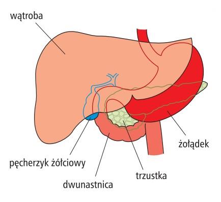 Po co jest żołądek?