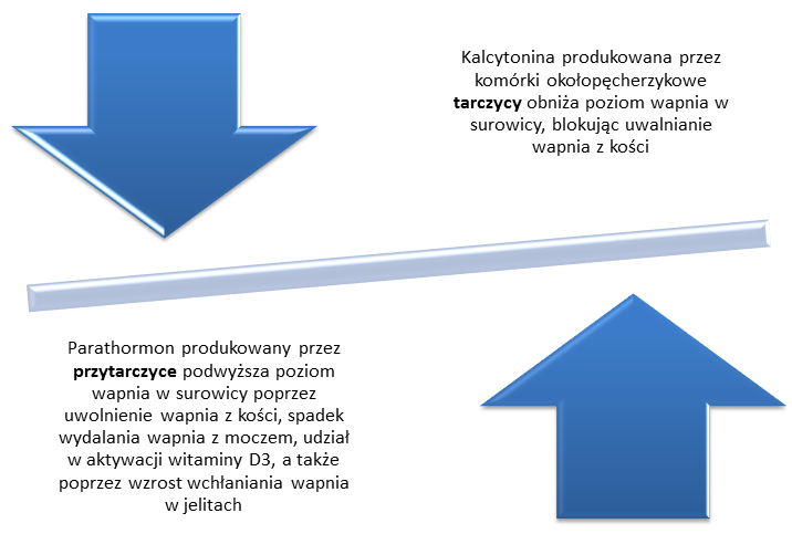 11 Glukagon jest hormonem katabolicznym produkowanym przez komórki A wysp Langenharsa, zwiększającym stężenie glukozy we krwi.