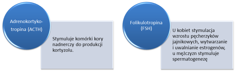 5 Przysadka mózgowa Przysadka mózgowa pełni funkcję regulatora innych gruczołów. Produkuje hormony sterujące wydzielaniem tarczycy, nadnerczy i gonad.