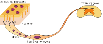 latencja zakażenie latentne, utajone komórki nerwowe HHV-1, HHV-2, HHV-3 limfocyty B HHV-4 (EBV) limfocyty T HHV-5