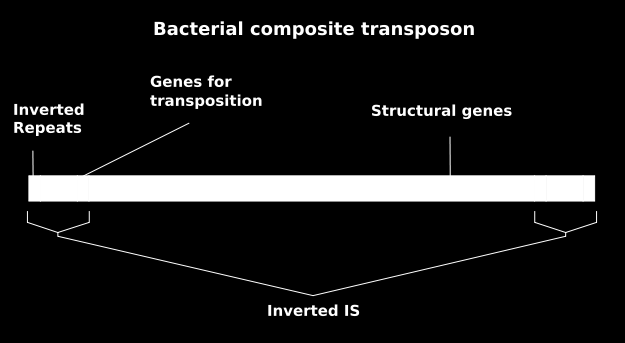 TRANSPOZONY Małe fragmenty dna, podatne na translokację w różne miejsca