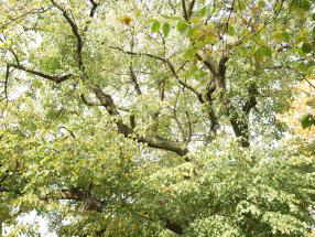 -warunki siedliskowe: nawierzchnia, grunt - ubicie, odczyn gleby-ph, stosunki wietrzne -opis drzewa: drzewo soliterowe.