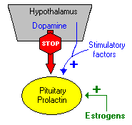 Hormony części gruczołowej przysadki Somatotrofy Somatotropina (STH), Hormon wzrostu (GH) Hormon białkowy Wydzielana przez całe życie człowieka: Stymulacja proliferacji chondroblastów chrząstki