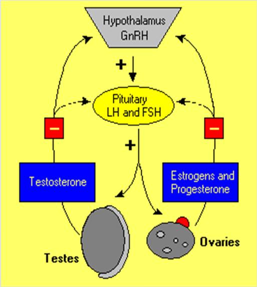 Wywiera wpływ na metabolizm tkanki tłuszczowej wzmożenie lipolizy Gonadotrofy - Gonadotropiny Folitropina (FSH) Reguluje funkcję jajnika (folikulogeneza) Reguluje funkcję komórek Sertoliego gonady