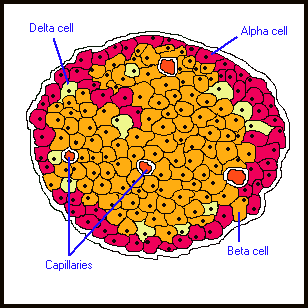 Trzustka część wewnątrzwydzielnicza Komórki D Komórki A Część zewnątrzwydzielnicza Wyspa trzustkowa