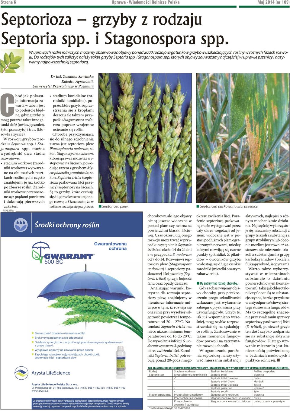 i Stagonospora spp. których objawy zauważamy najczęściej w uprawie pszenicy i nazywamy najpowszechniej septoriozą. Dr inż.