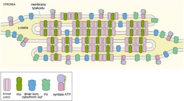 tylakoid Fotosynteza - reakcje zależne od światła (asymilacja energii) Transportowi elektronów z cząsteczki wody na NADP + towarzyszy tworzenie gradientu stężenia protonów w poprzek błony tylakoidu.