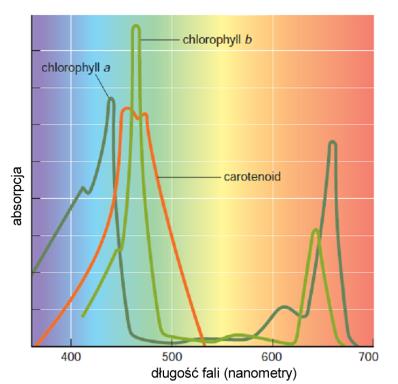 Widma absorpcyjne barwników fotosyntetycznych w zakresie światła widzialnego Powstawanie widma