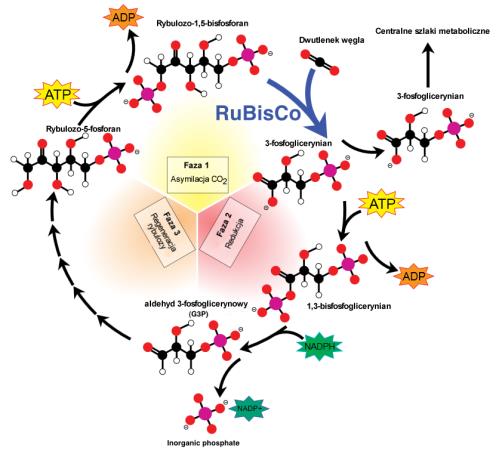 org/wiki/photosynthesis