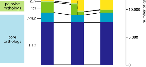 międzygatunkowo) Zanikanie genów po duplikacji (geny ciche - pseudogeny) Konwergencja genów (homoplazja sekwencji) Poziomy (horyzontalny, lateralny) transfer genów HGT (Horizontal Gene Transfer) W