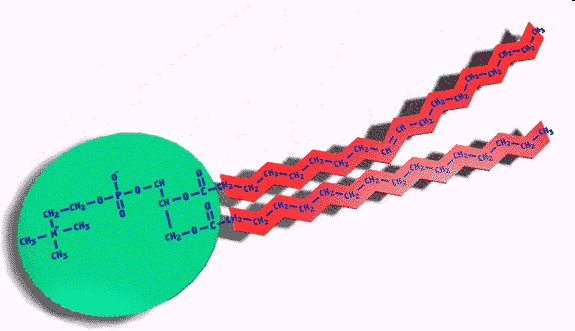 Fosfolipidy cząsteczki o charakterze amfipatycznym Cząsteczka fosfolipidu składa się z dwóch fragmentów różniących się powinowactwem do wody: główki i ogonka.