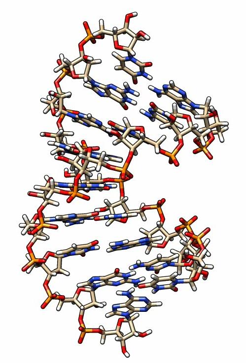 RNA duplex under study with PSU modification Symulowane wyżarzanie (simulated annealing, SA) Przygotowanie struktury do zdeponowania w banku PDB Więzy strukturalne na podstawie