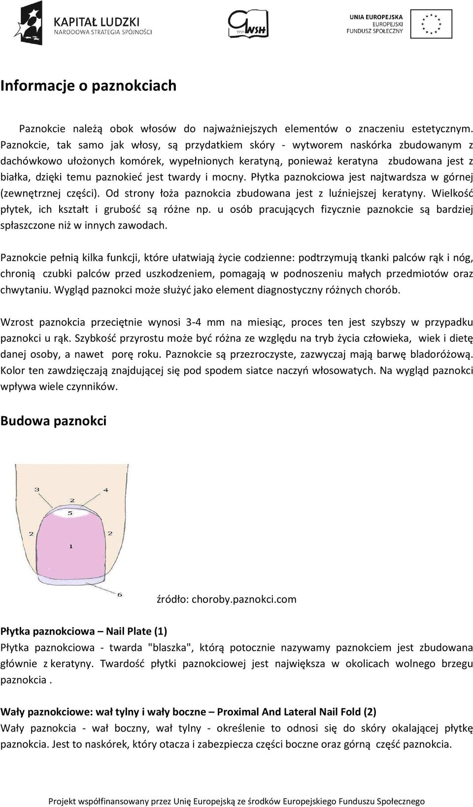 paznokieć jest twardy i mocny. Płytka paznokciowa jest najtwardsza w górnej (zewnętrznej części). Od strony łoża paznokcia zbudowana jest z luźniejszej keratyny.