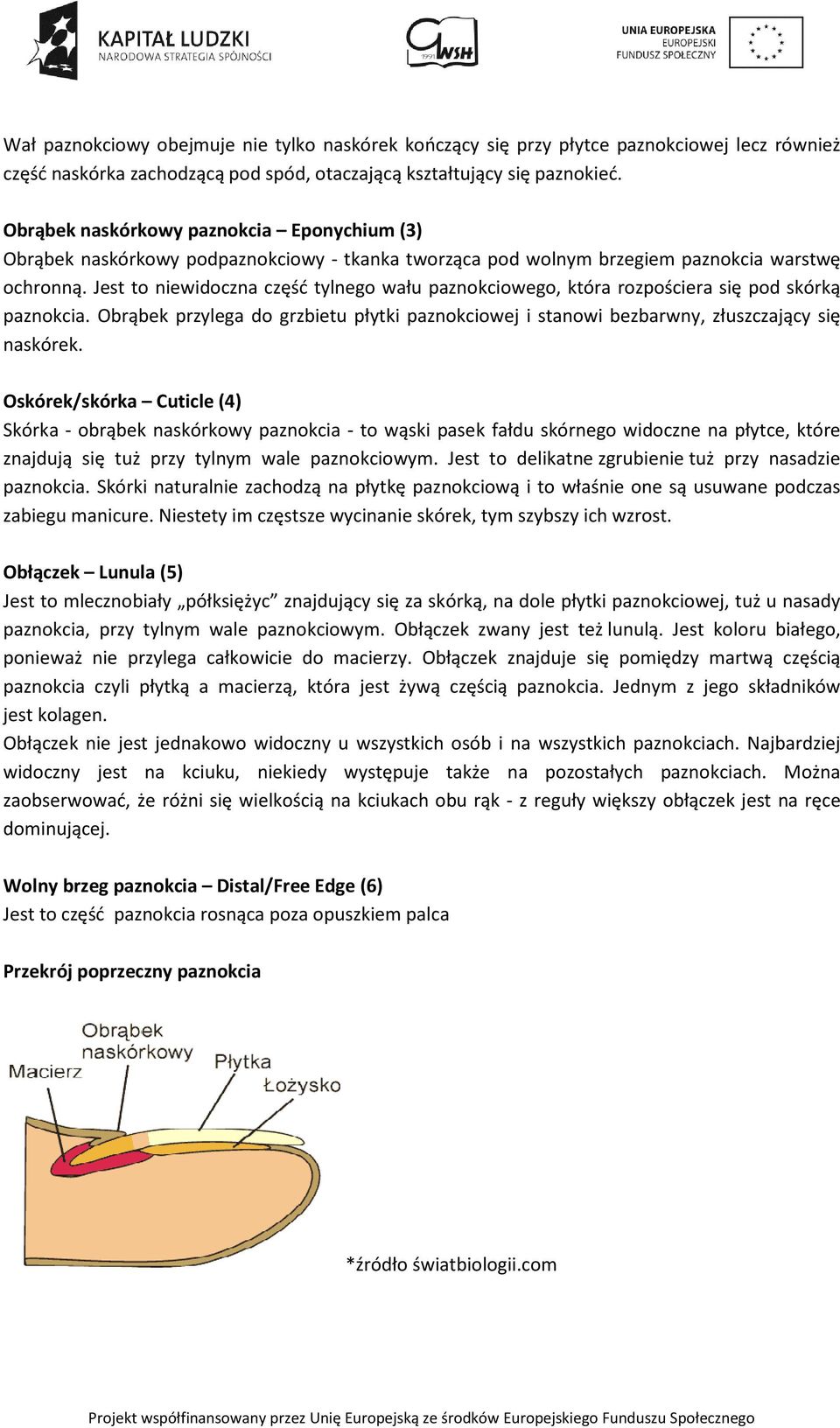 Jest to niewidoczna część tylnego wału paznokciowego, która rozpościera się pod skórką paznokcia. Obrąbek przylega do grzbietu płytki paznokciowej i stanowi bezbarwny, złuszczający się naskórek.