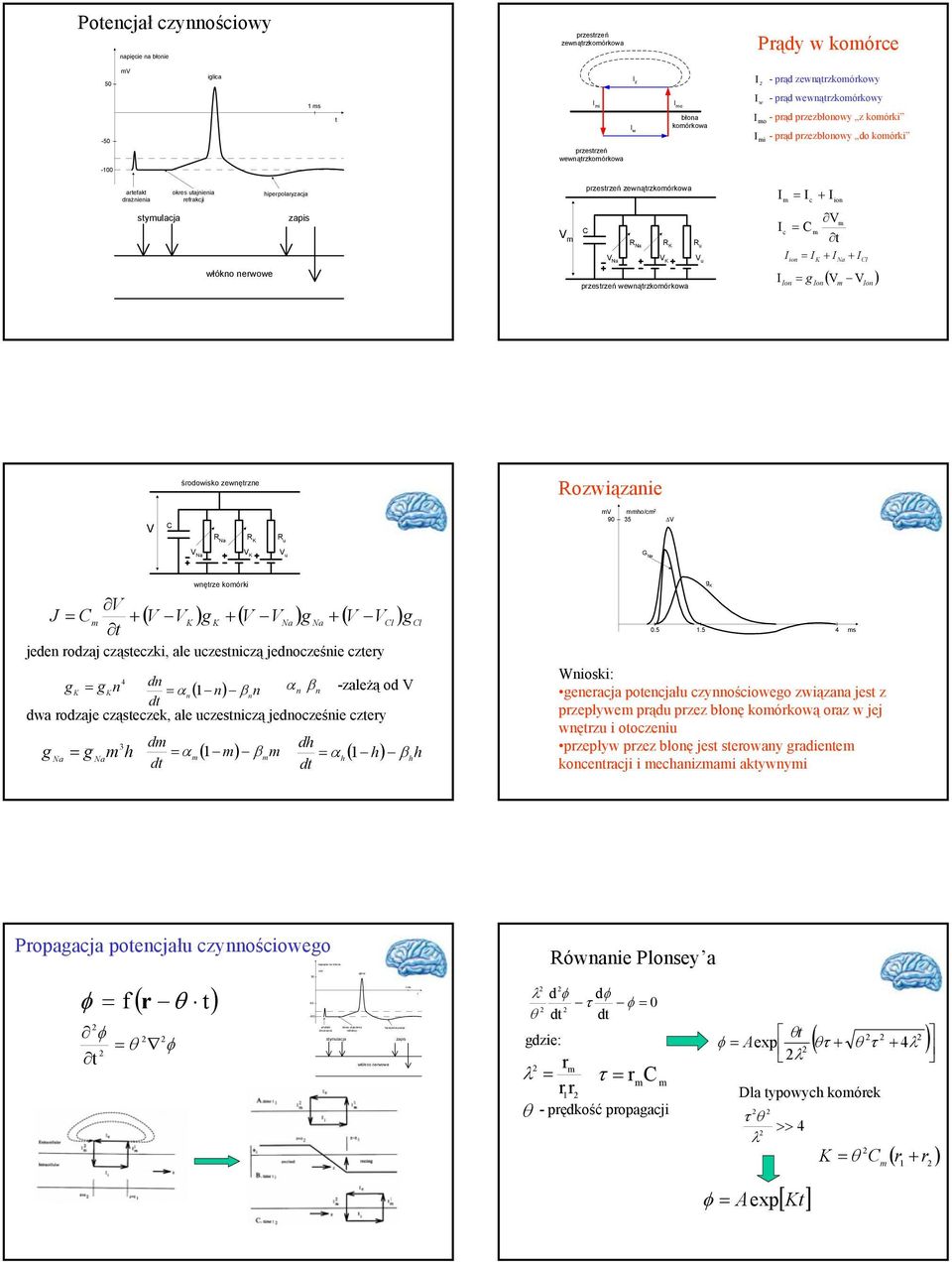 wewnątrzkomórkowa -100 artefakt okres utajnienia hiperpolaryzacja drażnienia refrakcji stymulacja zapis włókno nerwowe V m przestrzeń zewnątrzkomórkowa C R Na R K R u V Na V K V u przestrzeń