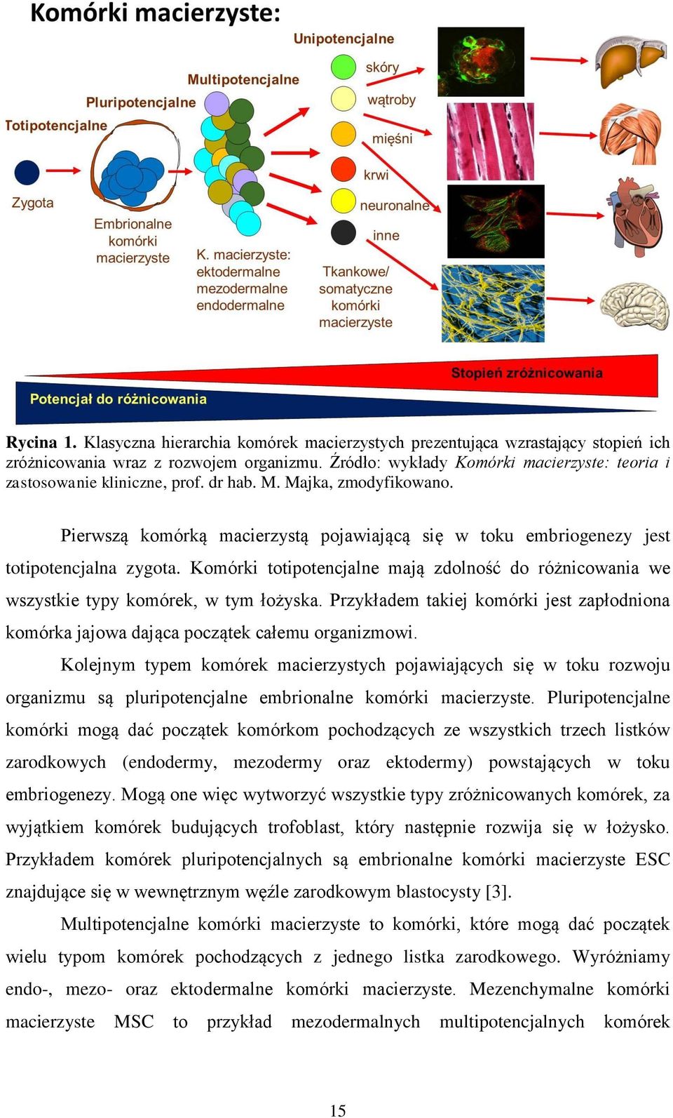 Pierwszą komórką macierzystą pojawiającą się w toku embriogenezy jest totipotencjalna zygota. Komórki totipotencjalne mają zdolność do różnicowania we wszystkie typy komórek, w tym łożyska.