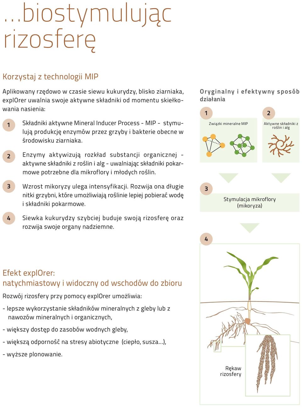 Oryginalny i efektywny sposób działania 1 2 Związki mineralne MI Aktywne składniki z roślin i alg 2 Enzymy aktywizują rozkład substancji organicznej - aktywne składniki z roślin i alg - uwalniając