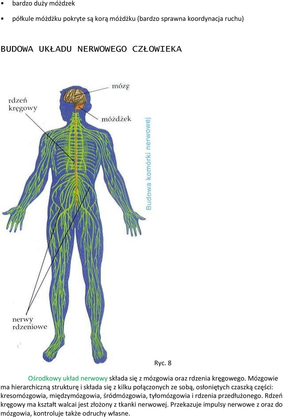 Mózgowie ma hierarchiczną strukturę i składa się z kilku połączonych ze sobą, osłoniętych czaszką części: kresomózgowia,