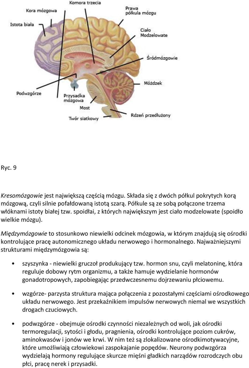 Międzymózgowie to stosunkowo niewielki odcinek mózgowia, w którym znajdują się ośrodki kontrolujące pracę autonomicznego układu nerwowego i hormonalnego.