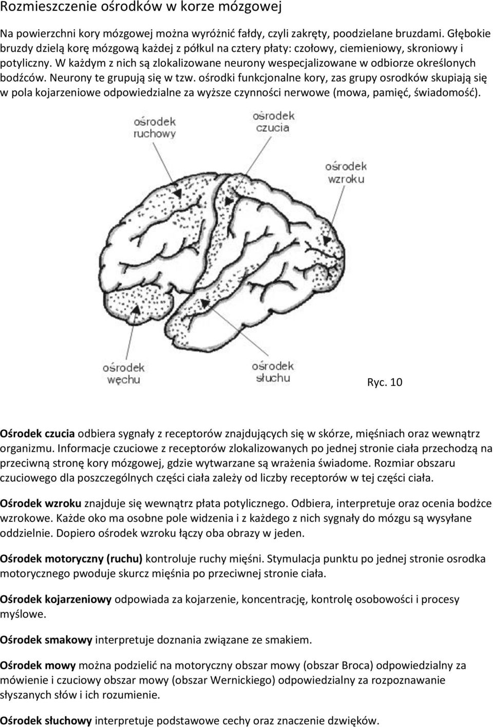 W każdym z nich są zlokalizowane neurony wespecjalizowane w odbiorze określonych bodźców. Neurony te grupują się w tzw.