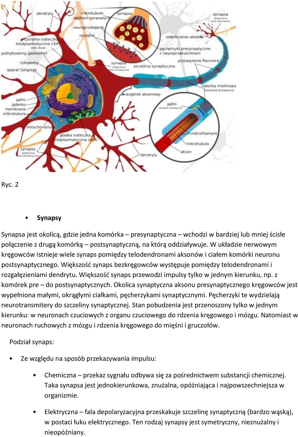 Większośd synaps bezkręgowców występuje pomiędzy telodendronami i rozgałęzieniami dendrytu. Większośd synaps przewodzi impulsy tylko w jednym kierunku, np. z komórek pre do postsynaptycznych.