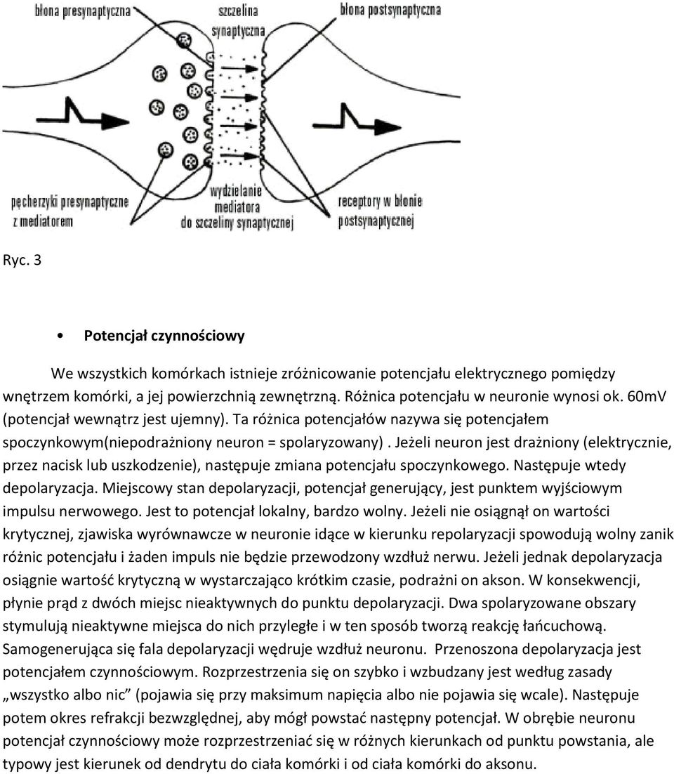 Jeżeli neuron jest drażniony (elektrycznie, przez nacisk lub uszkodzenie), następuje zmiana potencjału spoczynkowego. Następuje wtedy depolaryzacja.